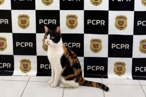 GATO FURTADO É RECUPERADO PELA POLÍCIA CIVIL NO PARANÁ