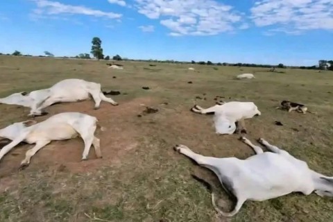 FRIO INTENSO MATA 74 BOVINOS EM FAZENDAS DE NOVA ANDRADINA, NO MATO GROSSO DO SUL