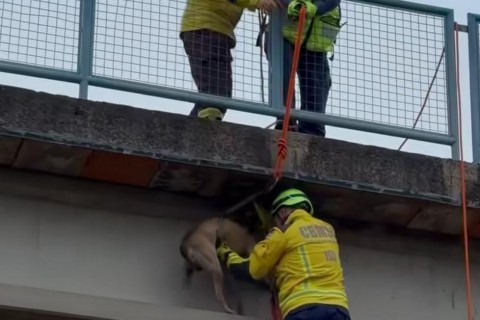 Cão mobiliza bombeiros ao subir em passarela da BR-282 em Xanxerê