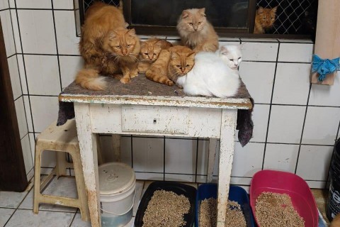 MP aciona Justiça após tutora dificultar acesso a apartamento com cerca de 400 gatos em Concórdia