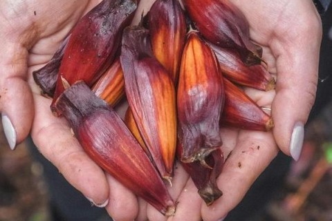 Lei incentiva uso de pinhão na merenda escolar em SC